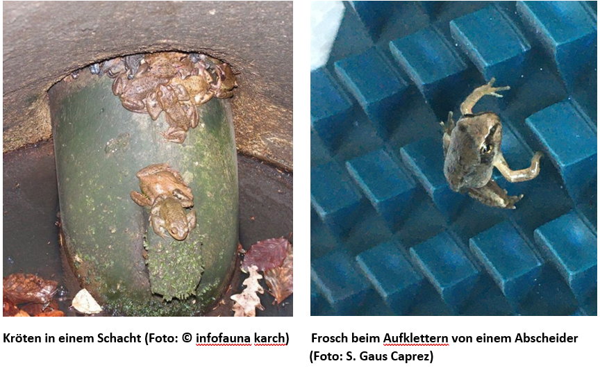 Deux images de grenouilles dans un tuyau.