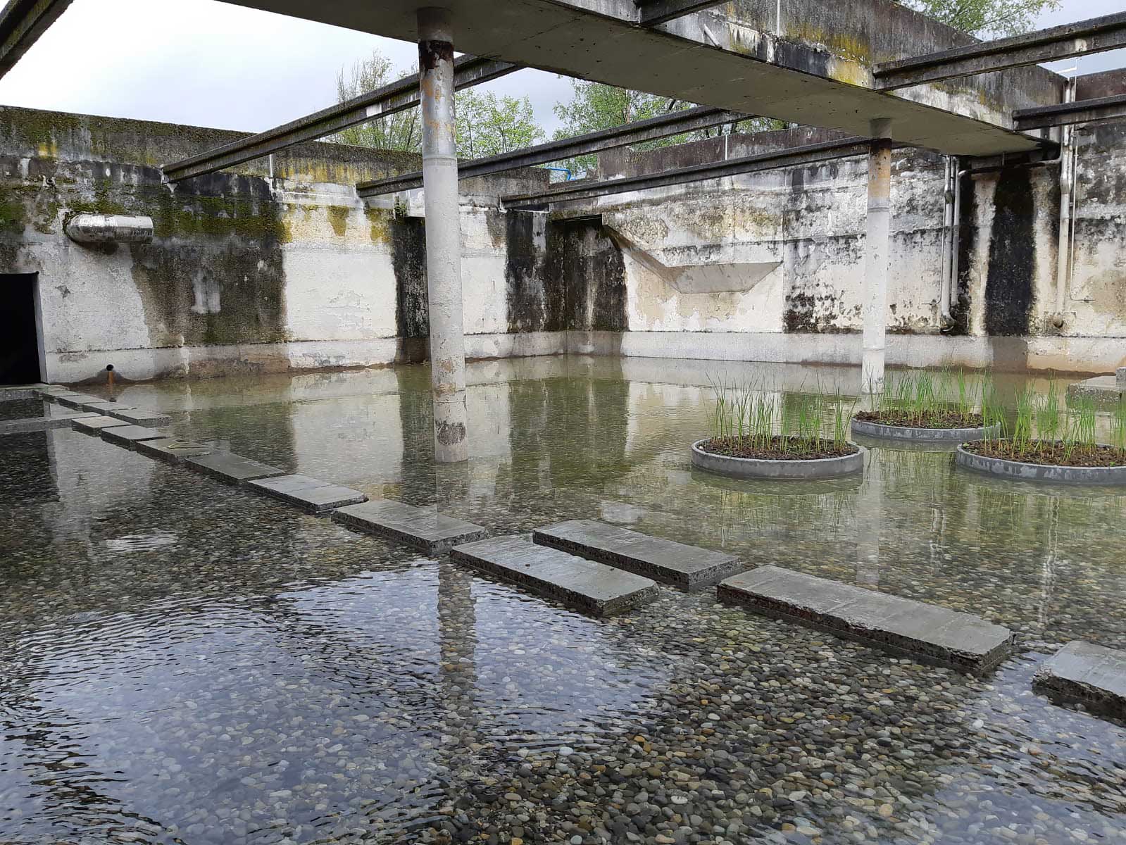 Eine teilweise überdachte Betonstruktur, gefüllt mit flachem Wasser, einigen Trittsteinen und runden Pflanzgefäßen mit Schilf. An den Wänden sind Moos und Algen zu sehen.