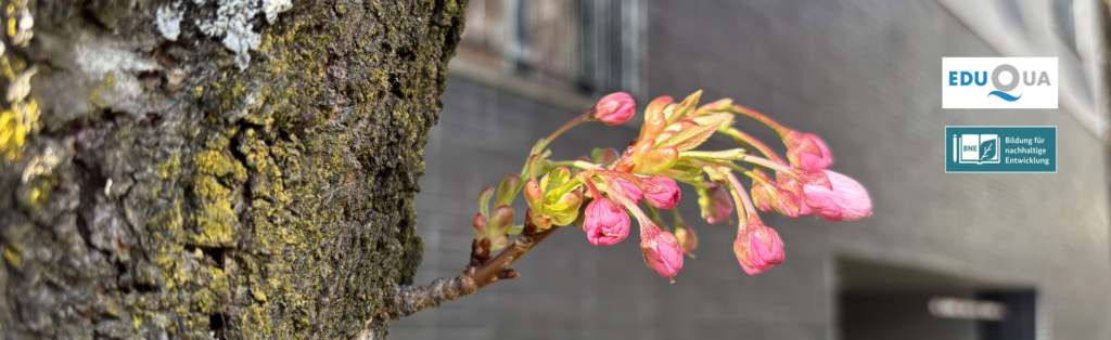 Nahaufnahme eines Baumstamms mit sich öffnenden rosa Blüten, einer grauen Wand im Hintergrund und zwei Zertifizierungslogos auf der rechten Seite.