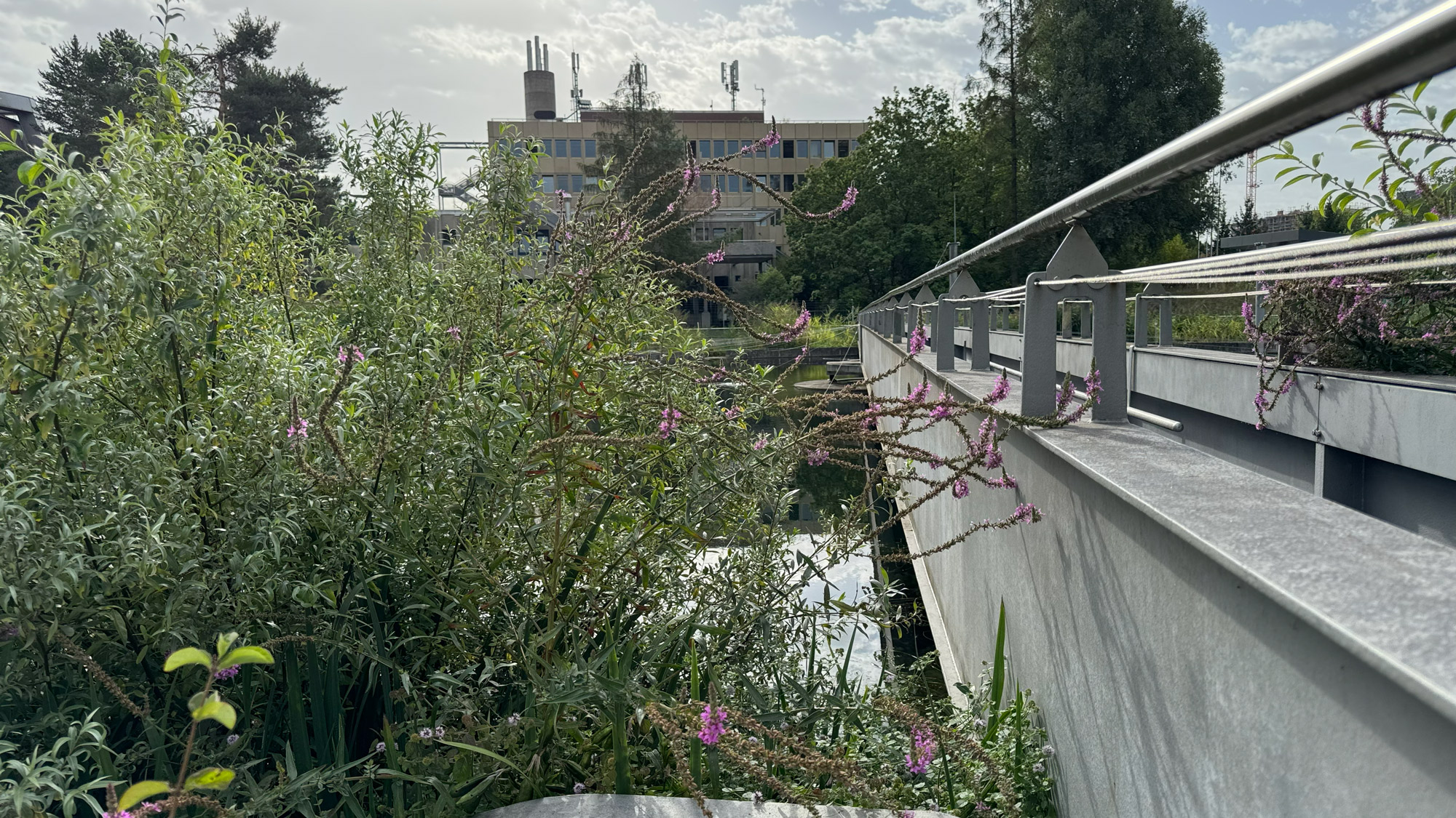 renaturiertes Becken mit begehbarer Br&uuml;cke.