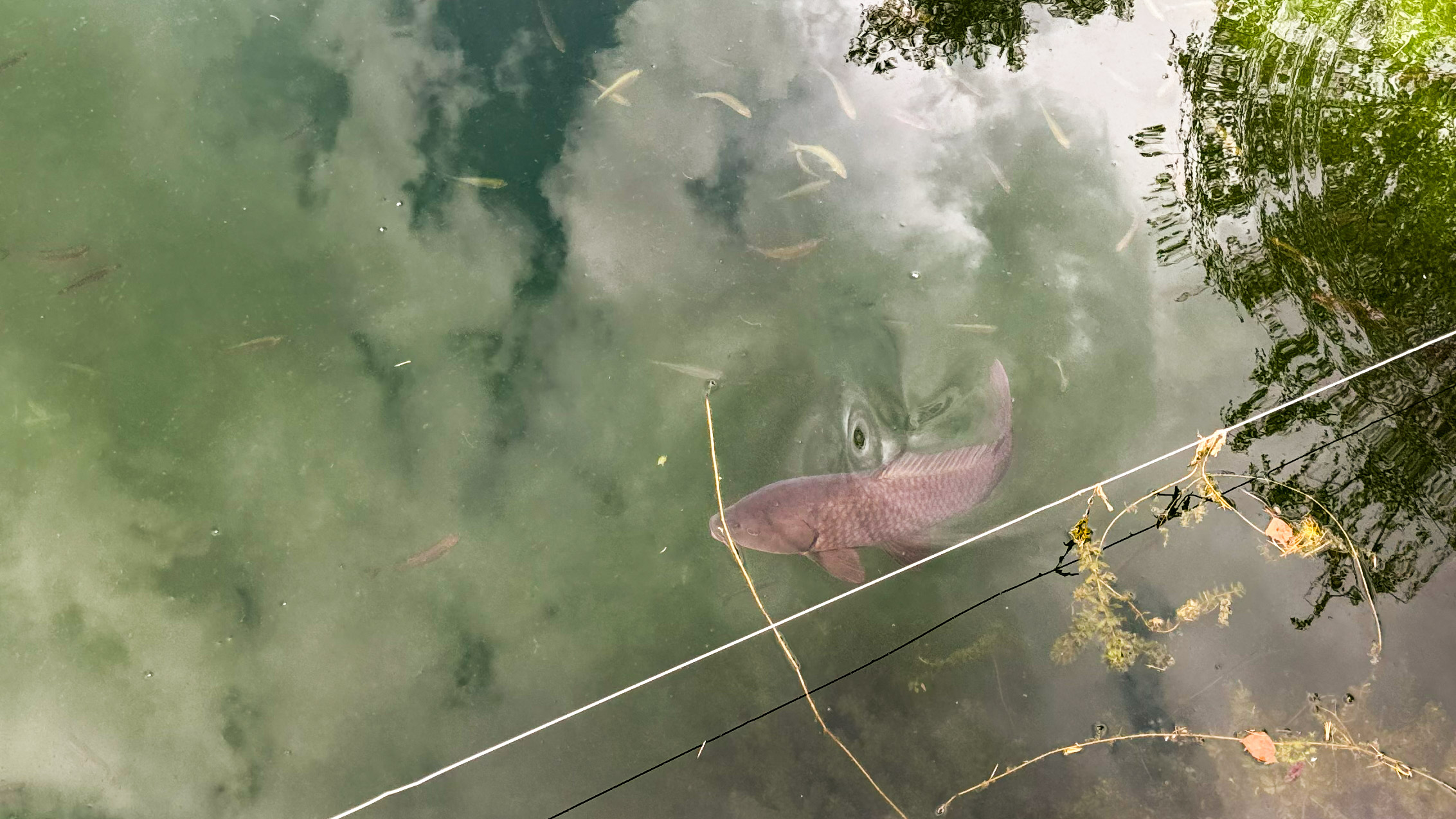 Das renaturierte Becken ist voll von Fischen.